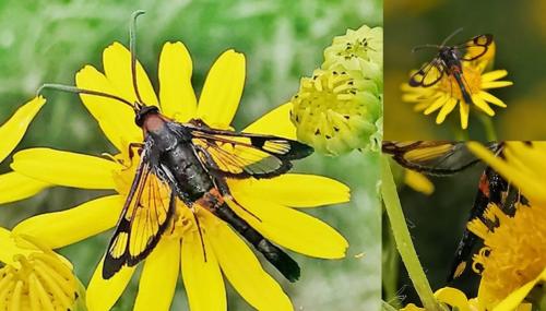 Réf. 329 531 : Synanthedon myopaeformis